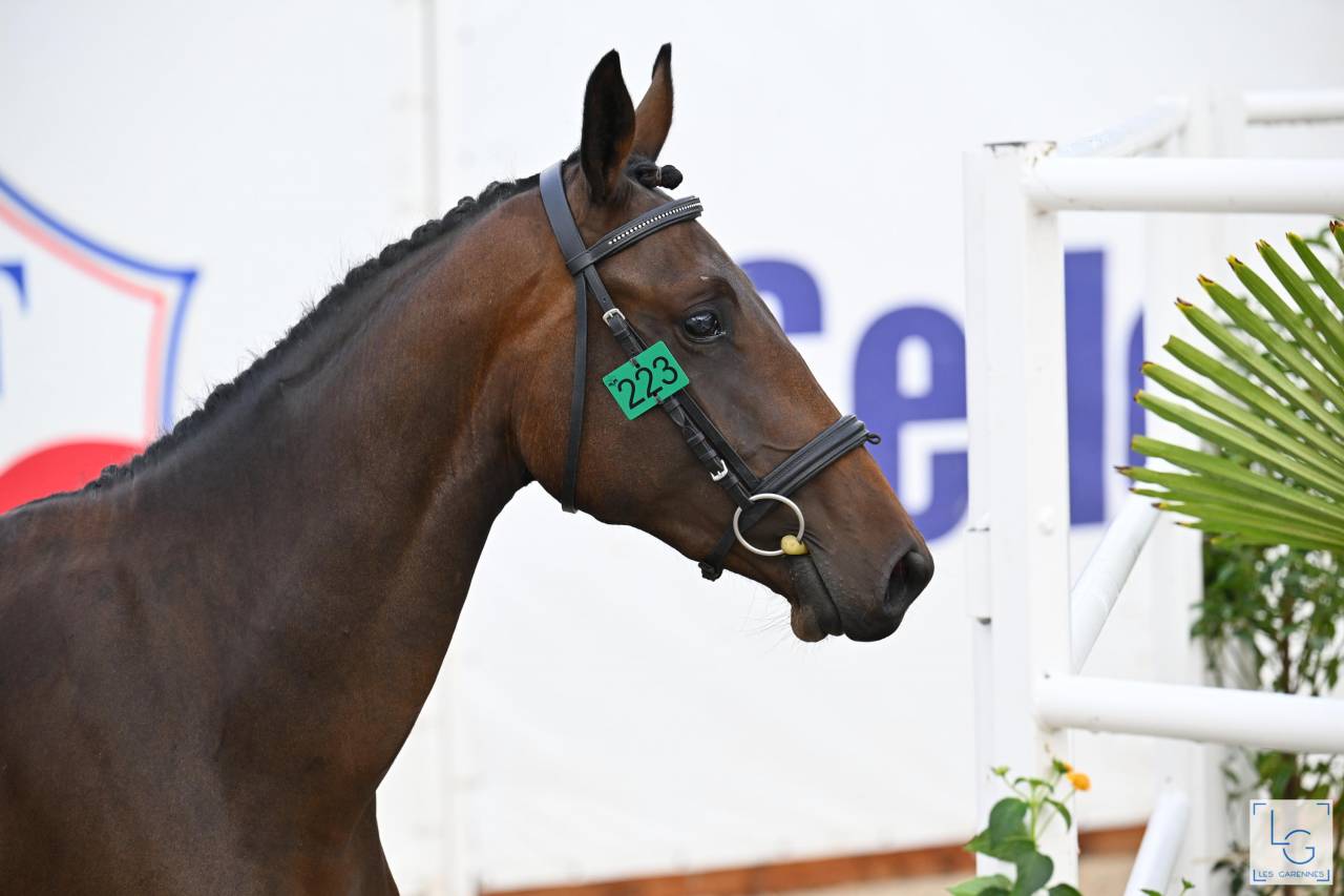 Cavalla Sella Francese In vendita 2023 Baio