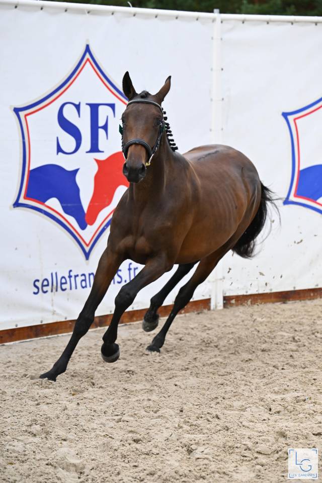 Cavalla Sella Francese In vendita 2023 Baio