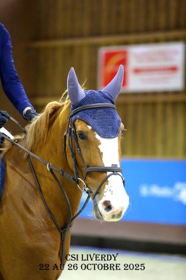 Cavalla sBs Cavallo da Sport Belgio In vendita 2020 Sauro