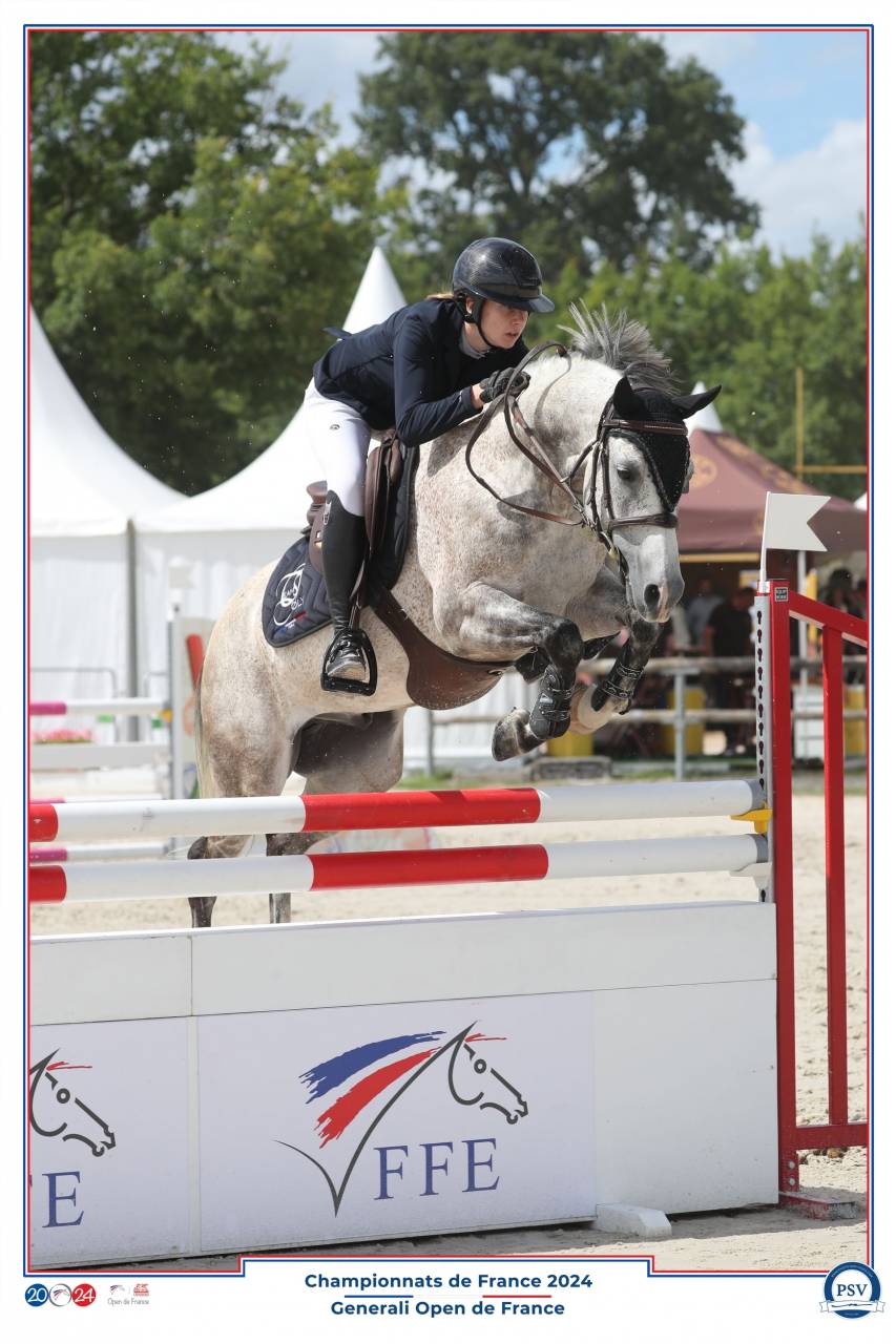 Castrone PFS Pony Francese da Sella In vendita 2015 Grigio ,  PRESIDENT