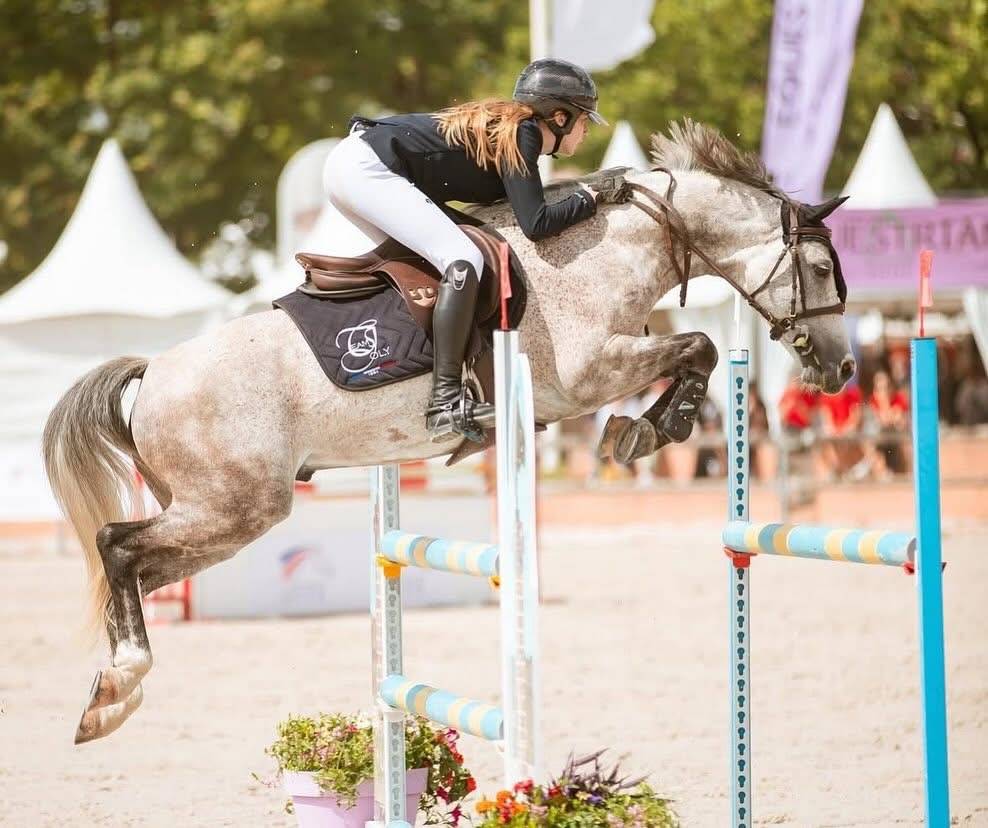 Castrone PFS Pony Francese da Sella In vendita 2015 Grigio ,  PRESIDENT