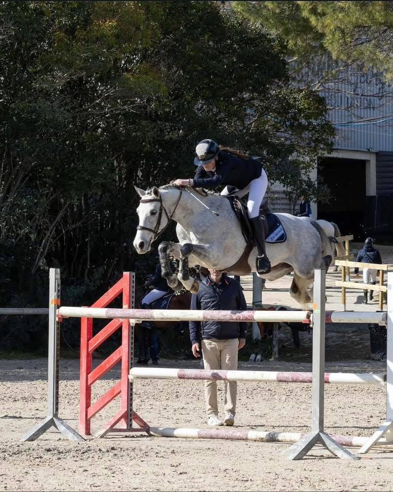 Castrone PFS Pony Francese da Sella In vendita 2015 Grigio ,  PRESIDENT