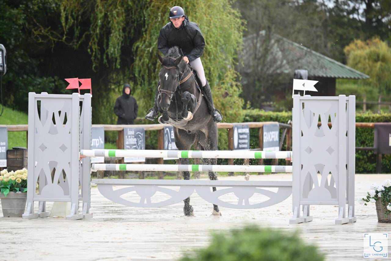 Castrone Zangersheide In vendita 2019 Baio scuro