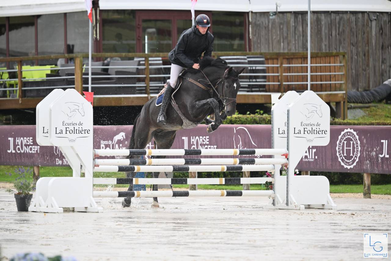 Castrone Zangersheide In vendita 2019 Baio scuro