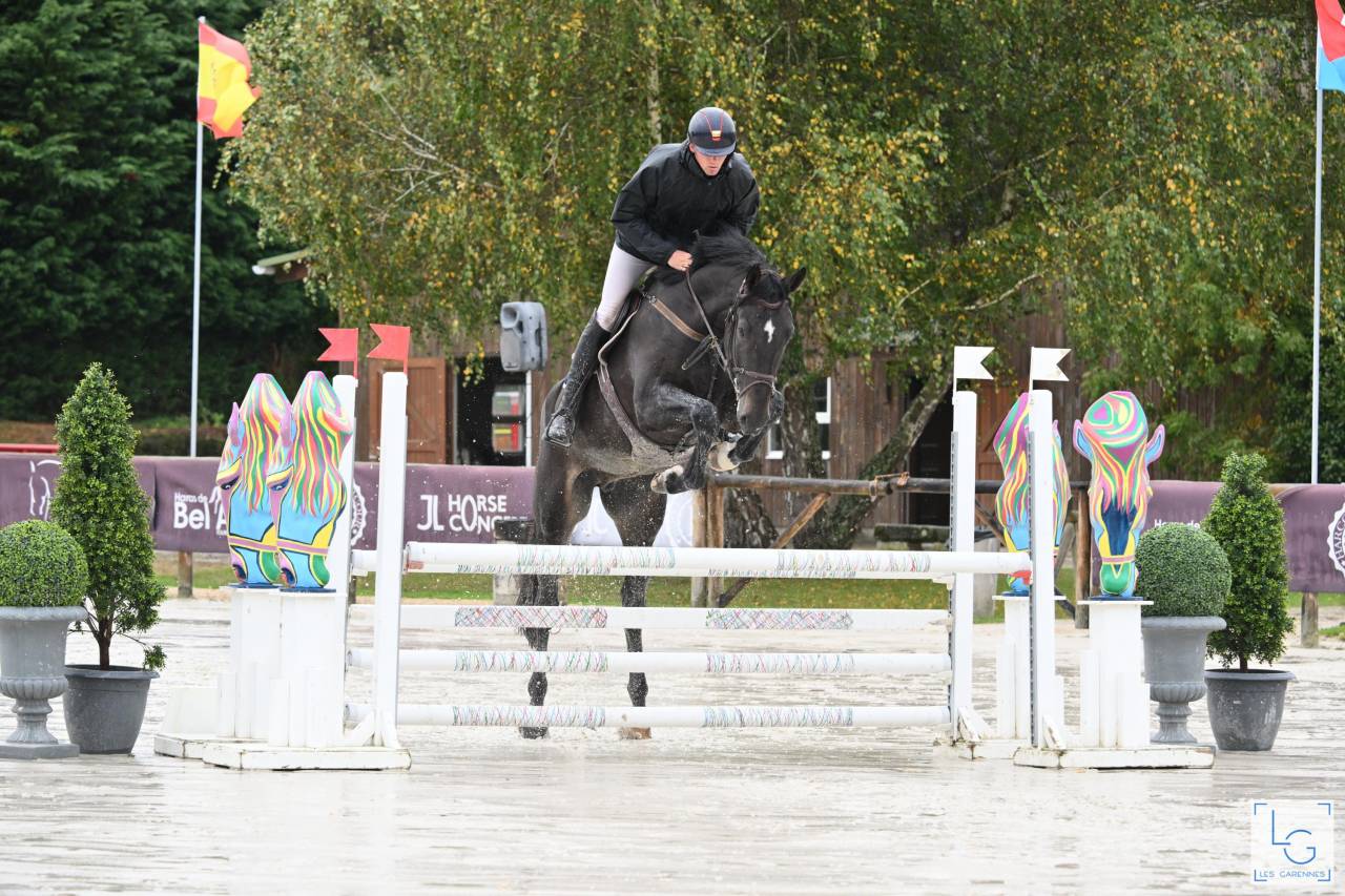 Castrone Zangersheide In vendita 2019 Baio scuro