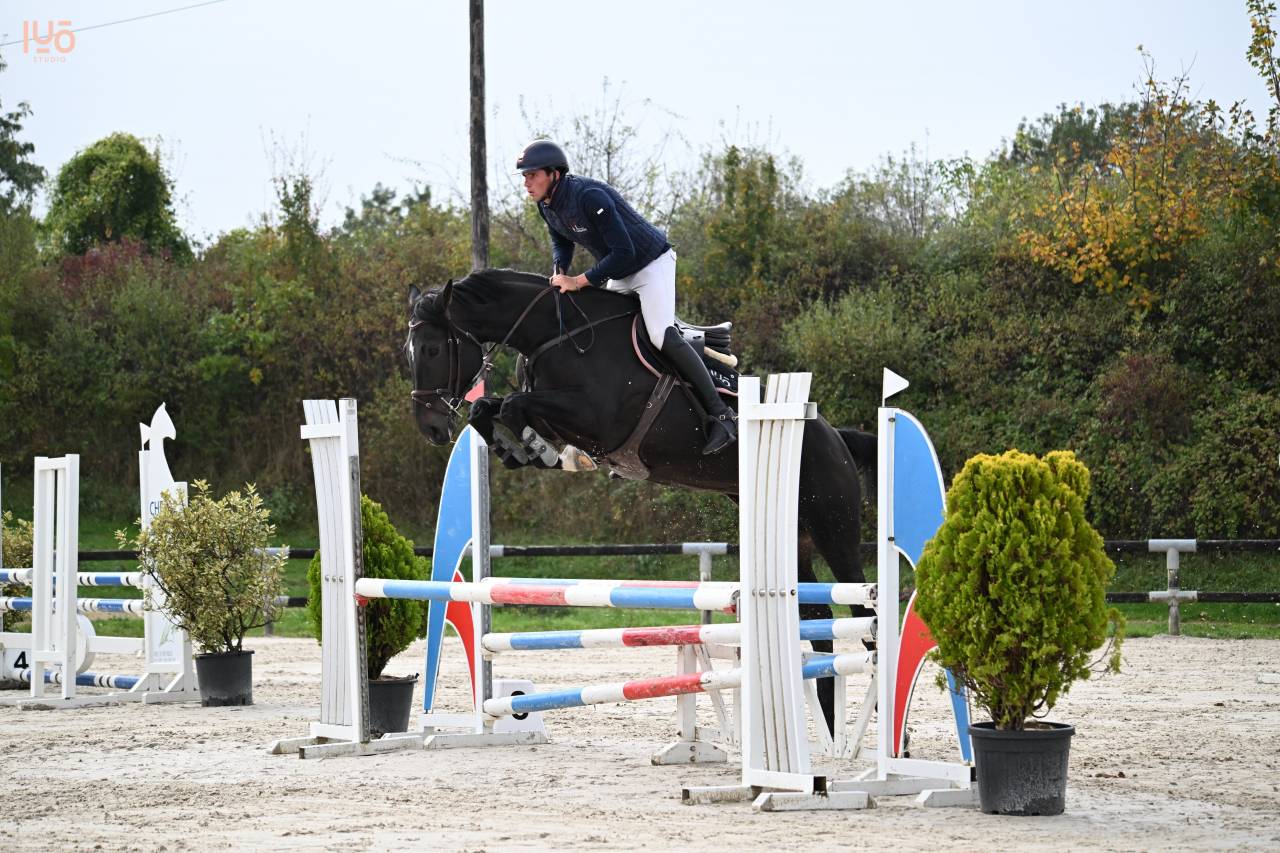 Castrone Zangersheide In vendita 2019 Baio scuro