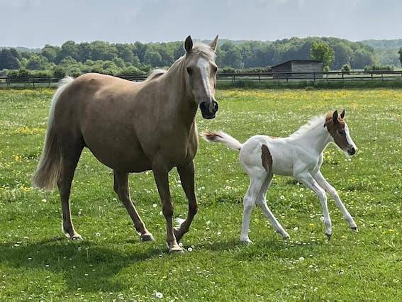 Castrone PFS Pony Francese da Sella In vendita 2023 Tobiano
