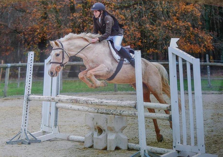 Castrone PFS Pony Francese da Sella In vendita 2023 Tobiano