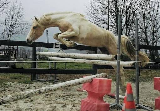 Castrone PFS Pony Francese da Sella In vendita 2023 Tobiano