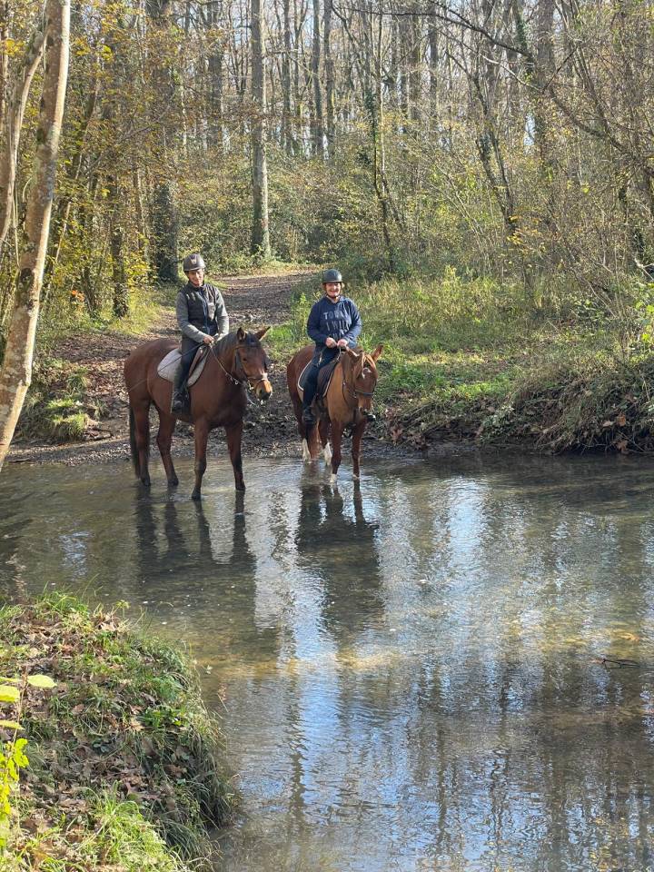 Cavalla Altre Razze di Pony In vendita 2019 Sauro brulé