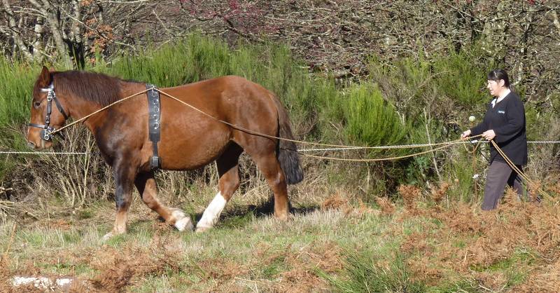 Cavalla Tiro Breton In vendita 2017 Sauro ,  RECIF2 BR