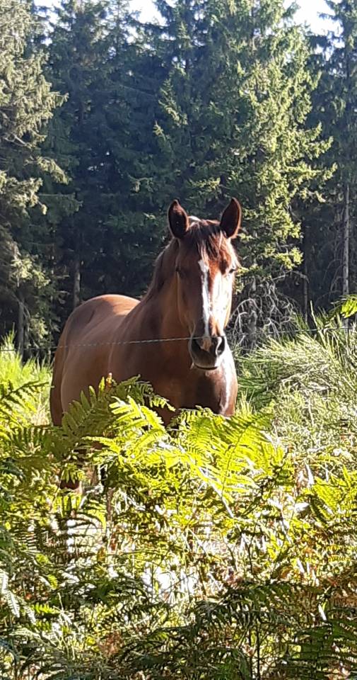 Cavalla Tiro Breton In vendita 2017 Sauro ,  RECIF2 BR