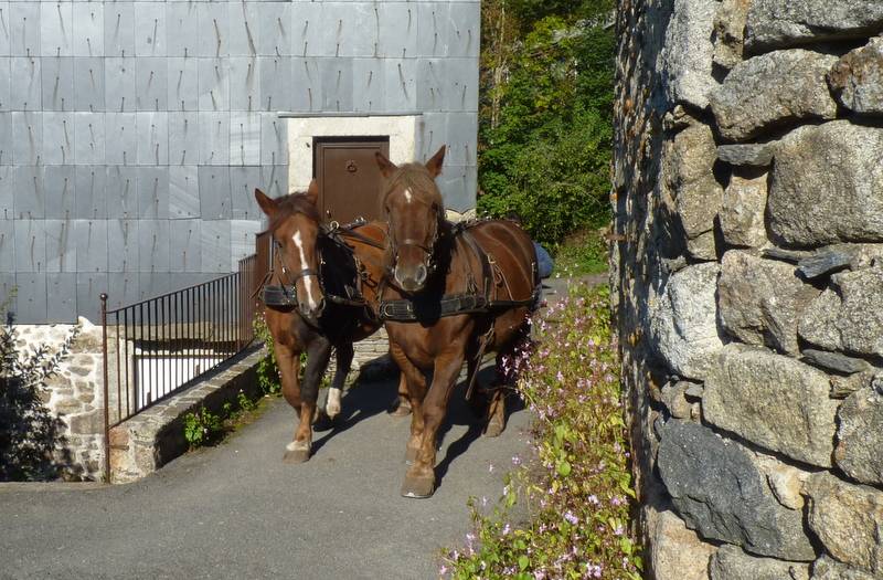 Cavalla Tiro Breton In vendita 2017 Sauro ,  RECIF2 BR