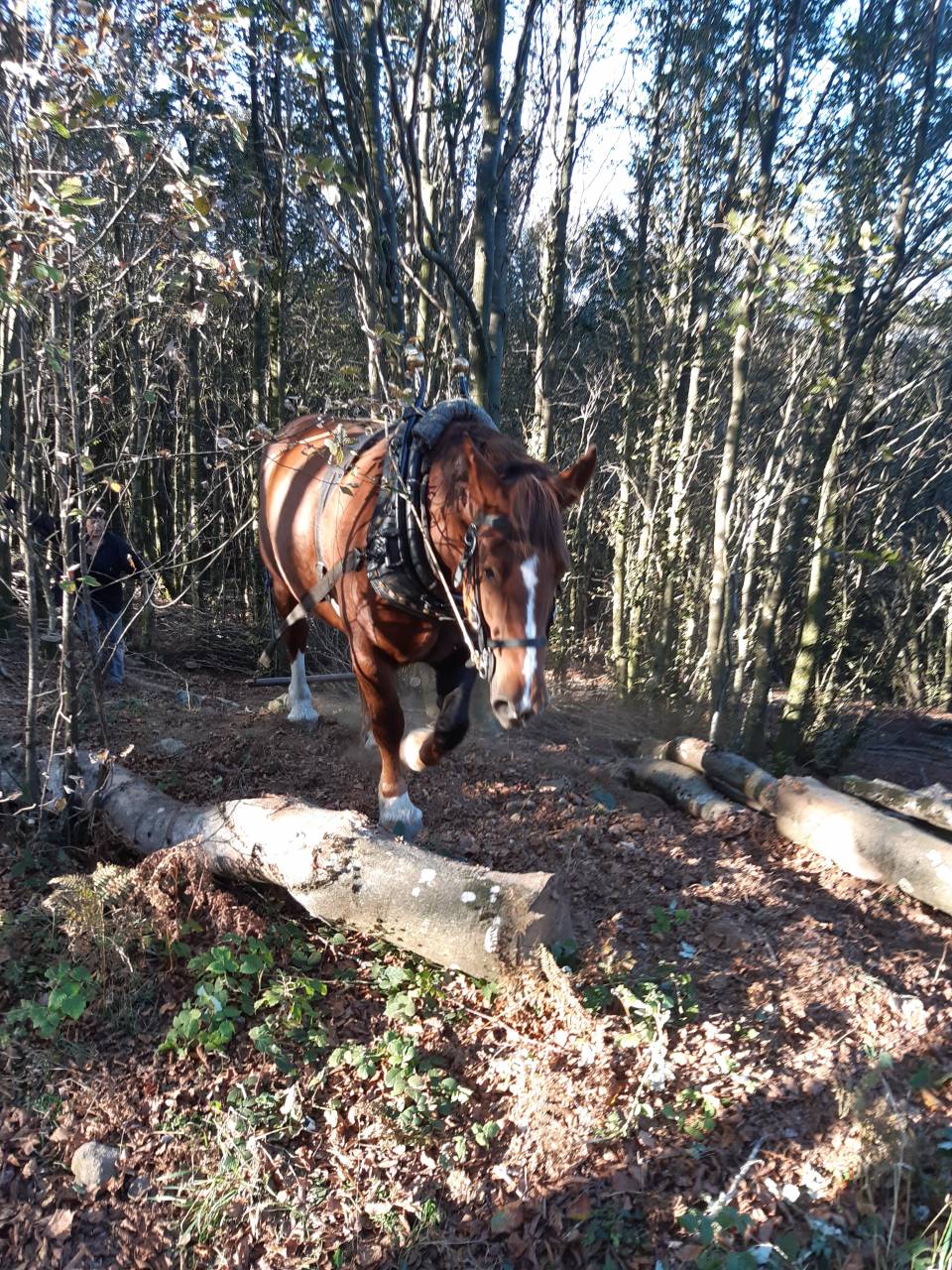 Cavalla Tiro Breton In vendita 2017 Sauro ,  RECIF2 BR