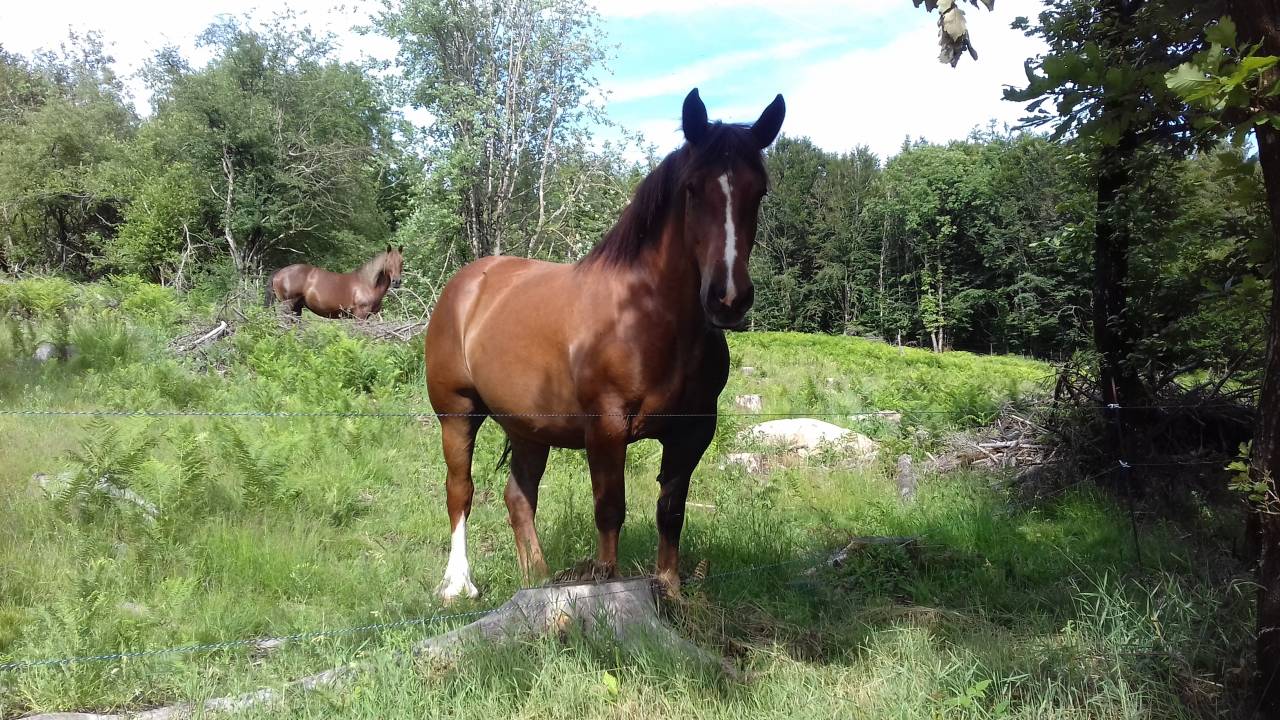 Cavalla Tiro Breton In vendita 2017 Sauro ,  RECIF2 BR