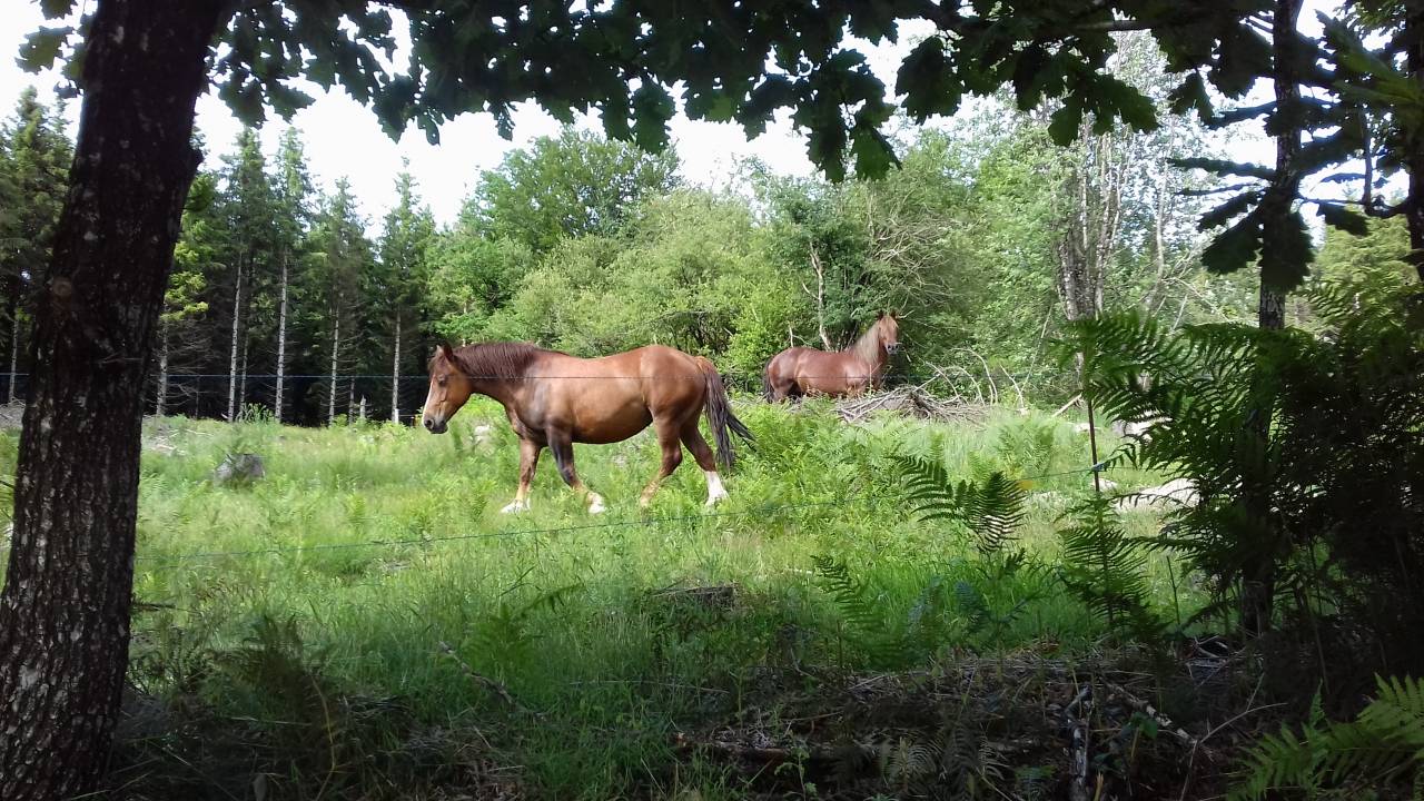 Cavalla Tiro Breton In vendita 2017 Sauro ,  RECIF2 BR
