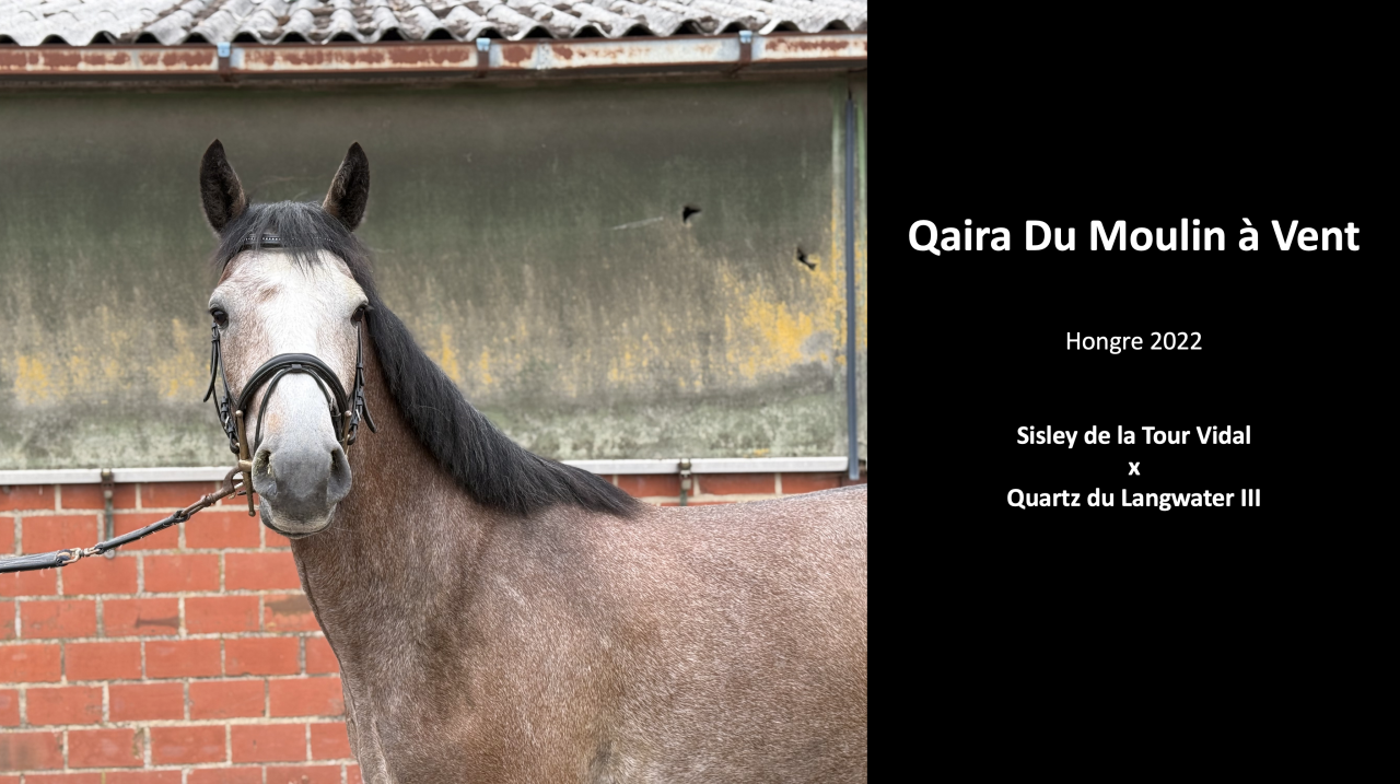 Castrone sBs Cavallo da Sport Belgio In vendita 2022 Grigio ,  SISLEY DE LA TOUR VIDAL