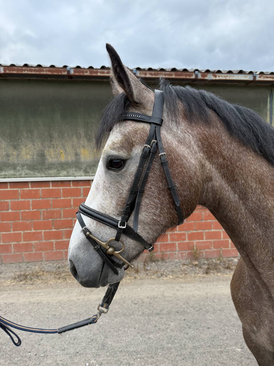 Castrone sBs Cavallo da Sport Belgio In vendita 2022 Grigio ,  SISLEY DE LA TOUR VIDAL