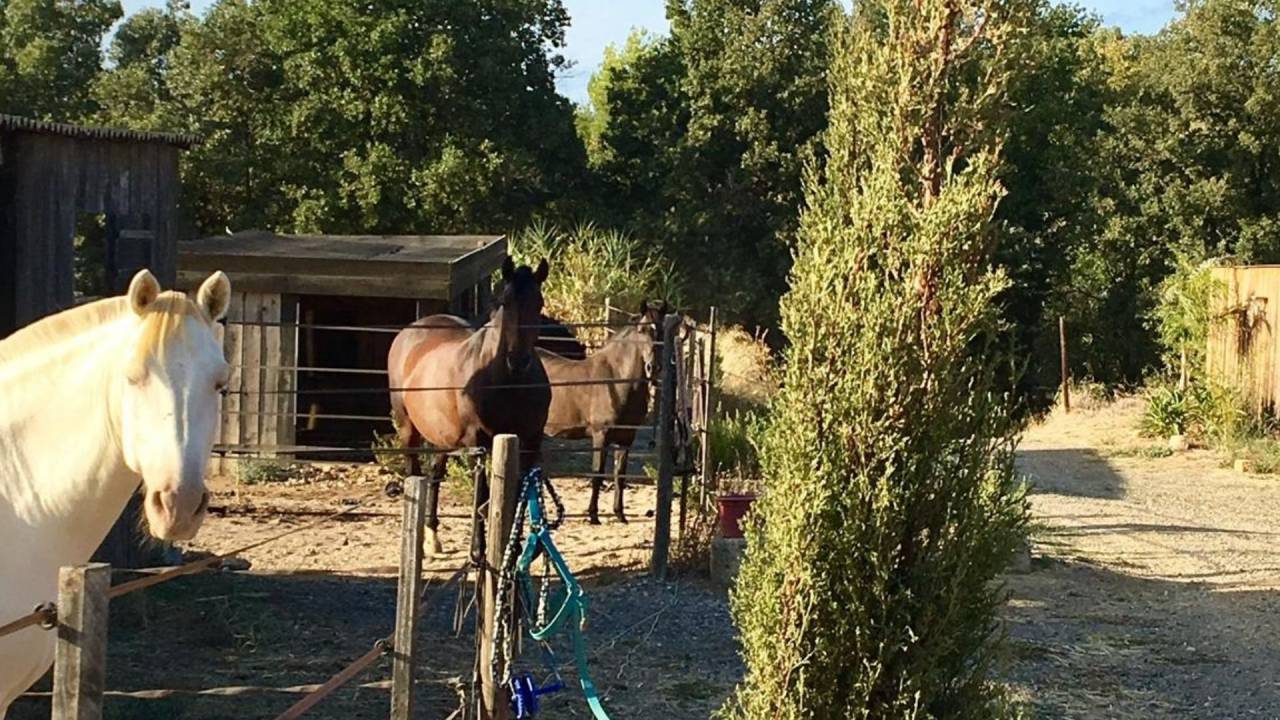Propriet&agrave; equestre In vendita H&eacute;rault