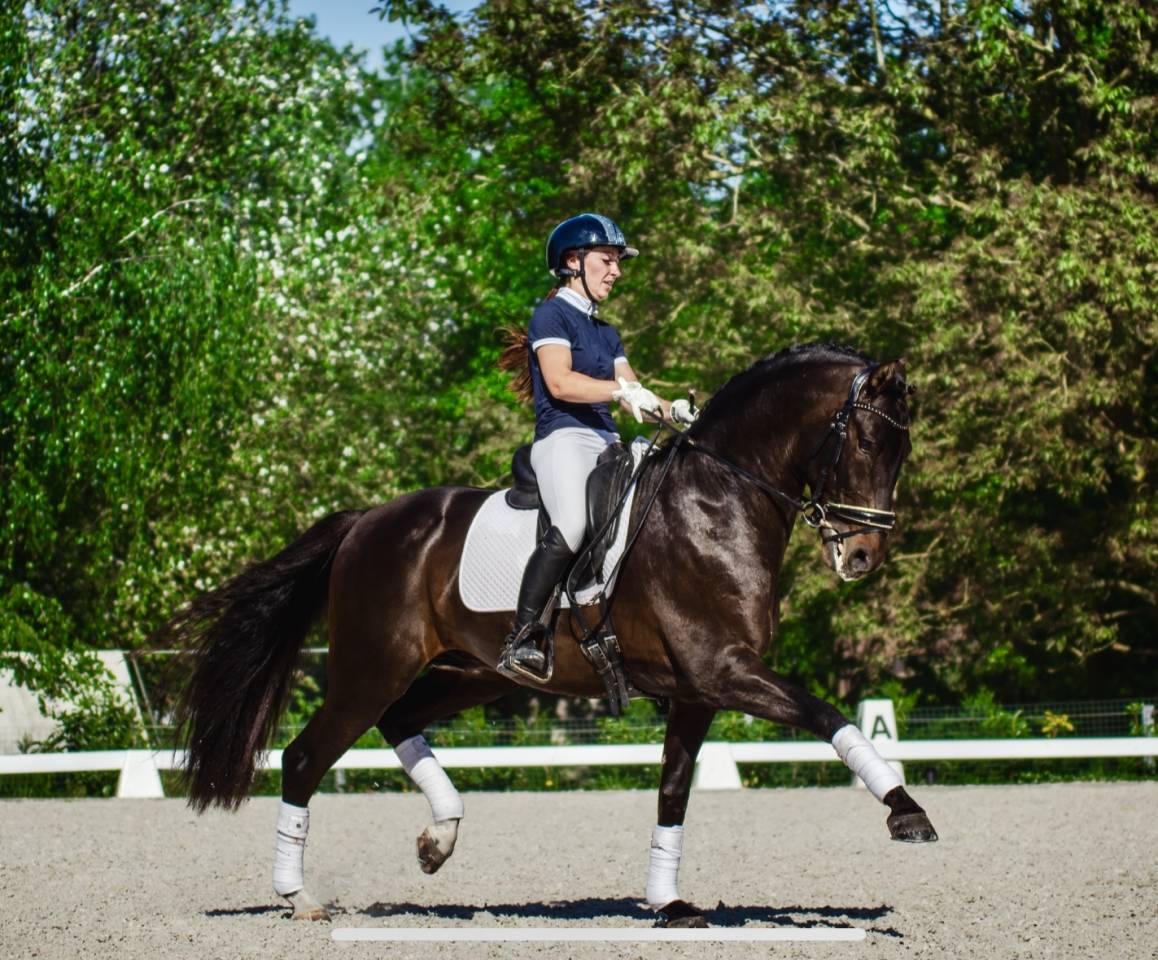 ANTARES DE SCUDERIA  - PRE Andaluso 2020 ,  Poeta de Susaeta