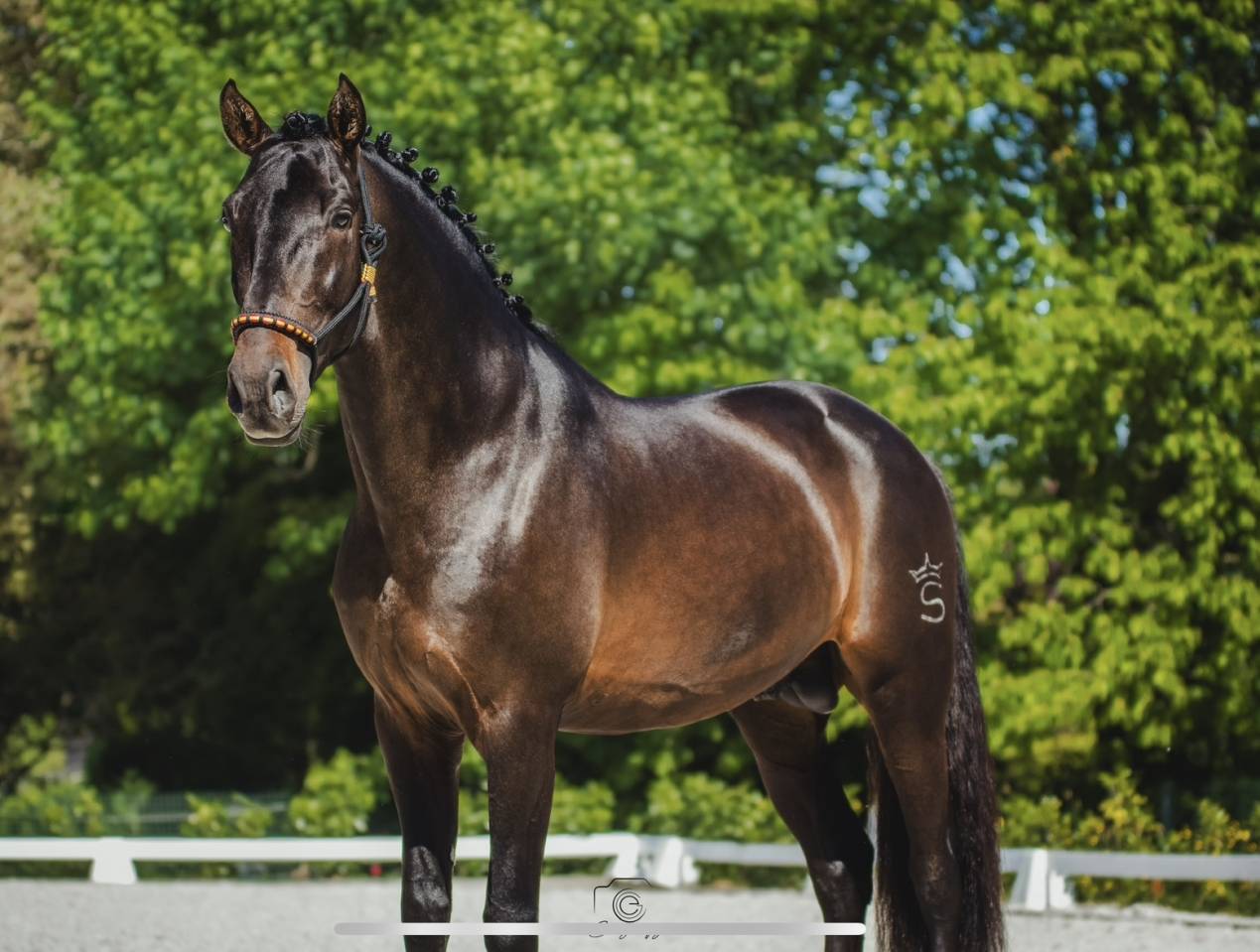 ANTARES DE SCUDERIA  - PRE Andaluso 2020 ,  Poeta de Susaeta