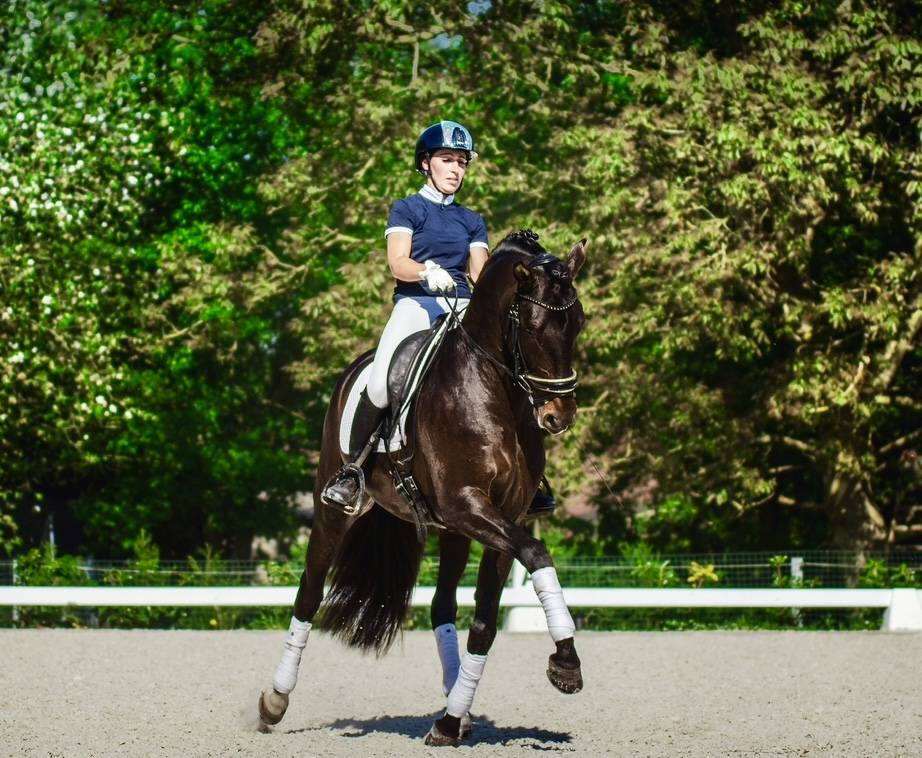 ANTARES DE SCUDERIA  - PRE Andaluso 2020 ,  Poeta de Susaeta