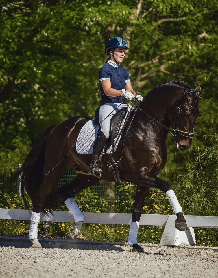ANTARES DE SCUDERIA  - PRE Andaluso 2020 ,  Poeta de Susaeta