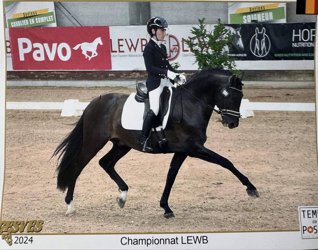 ANTARES DE SCUDERIA  - PRE Andaluso 2020 ,  Poeta de Susaeta