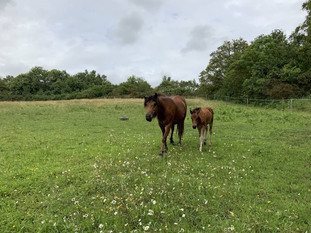 Puledro Connemara In vendita 2025 Baio