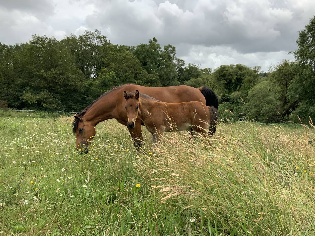 Puledro Connemara In vendita 2025 Baio