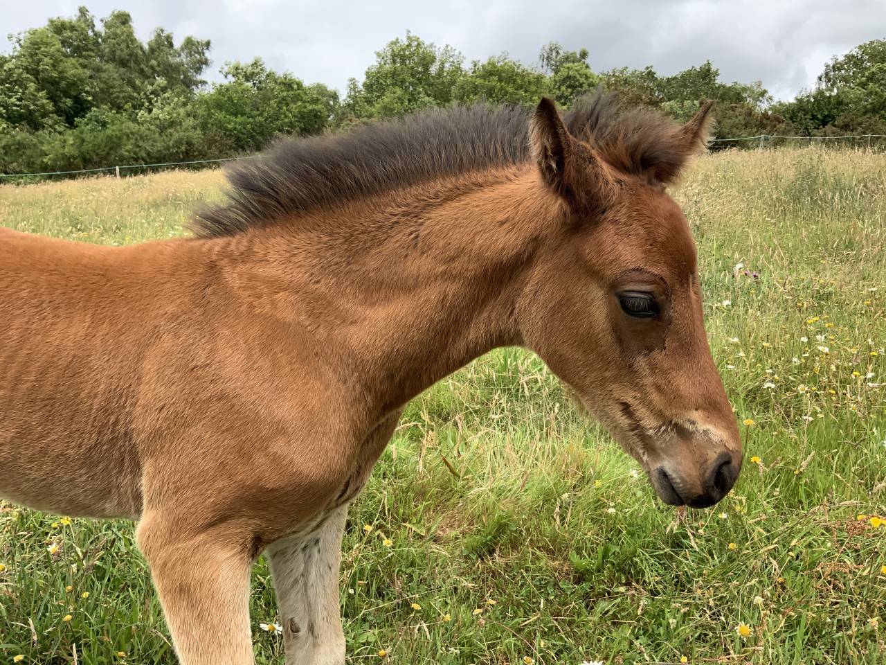 Puledro Connemara In vendita 2025 Baio
