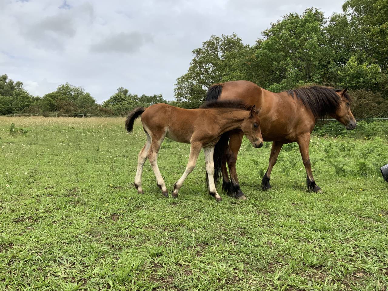 Puledro Connemara In vendita 2025 Baio