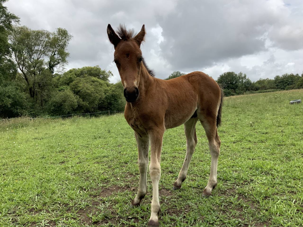 Puledro Connemara In vendita 2025 Baio