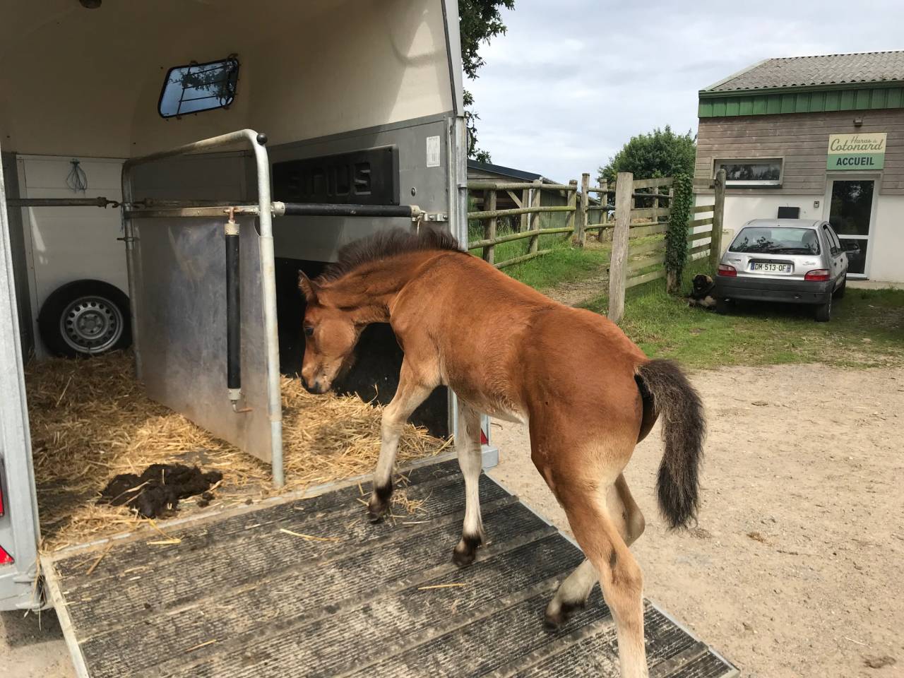 Puledro Connemara In vendita 2025 Baio