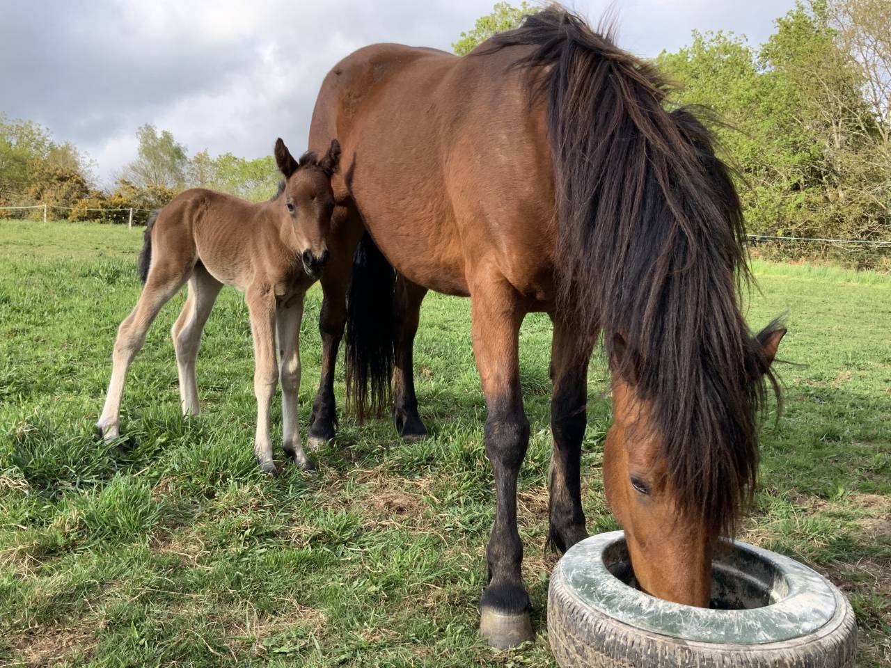 Puledro Connemara In vendita 2025 Baio