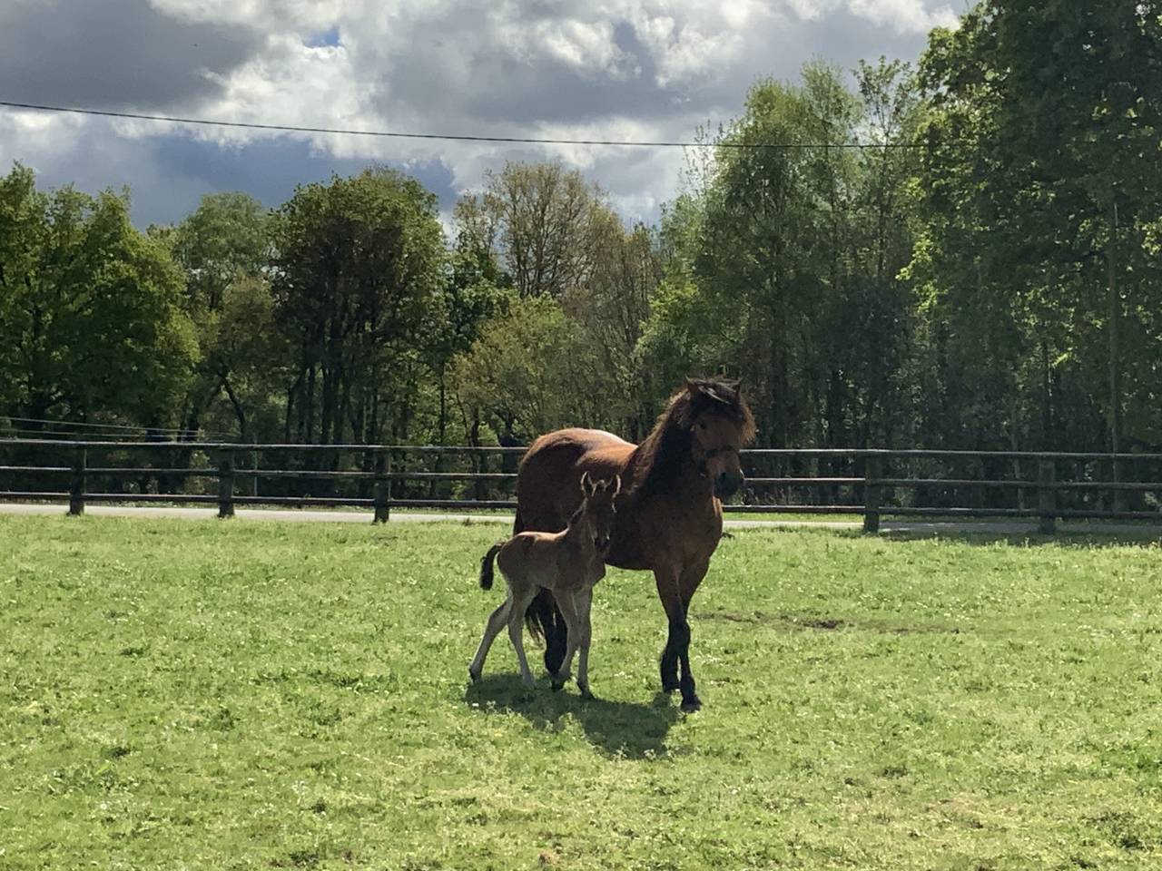 Puledro Connemara In vendita 2025 Baio