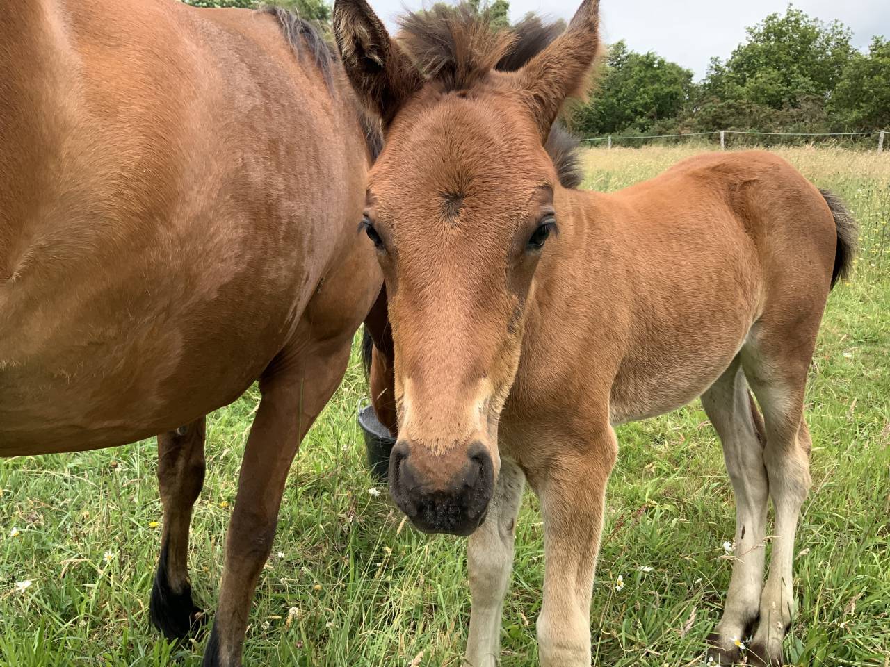 Puledro Connemara In vendita 2025 Baio