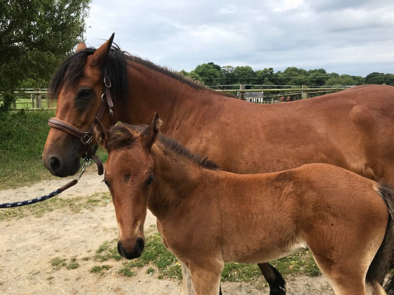 Puledro Connemara In vendita 2025 Baio