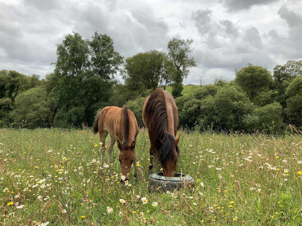 Puledro Connemara In vendita 2025 Baio