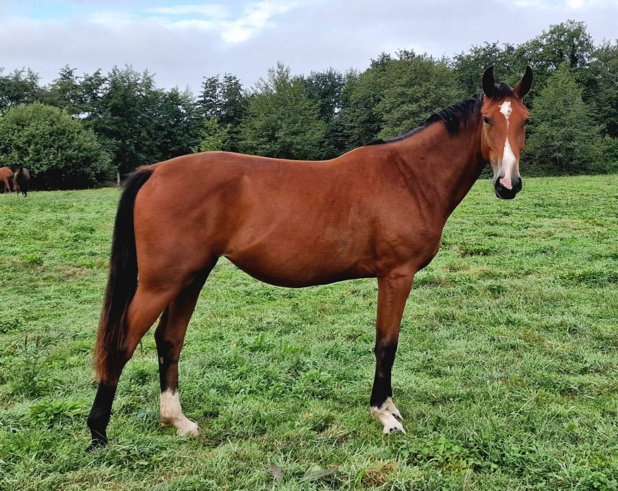 Cavalla Sella Francese In vendita 2023 Baio