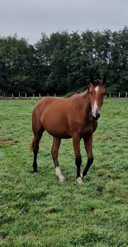 Cavalla Sella Francese In vendita 2023 Baio