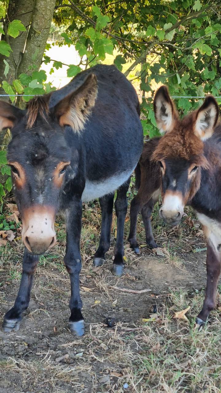 Asno Miniature In vendita 2025 Nero