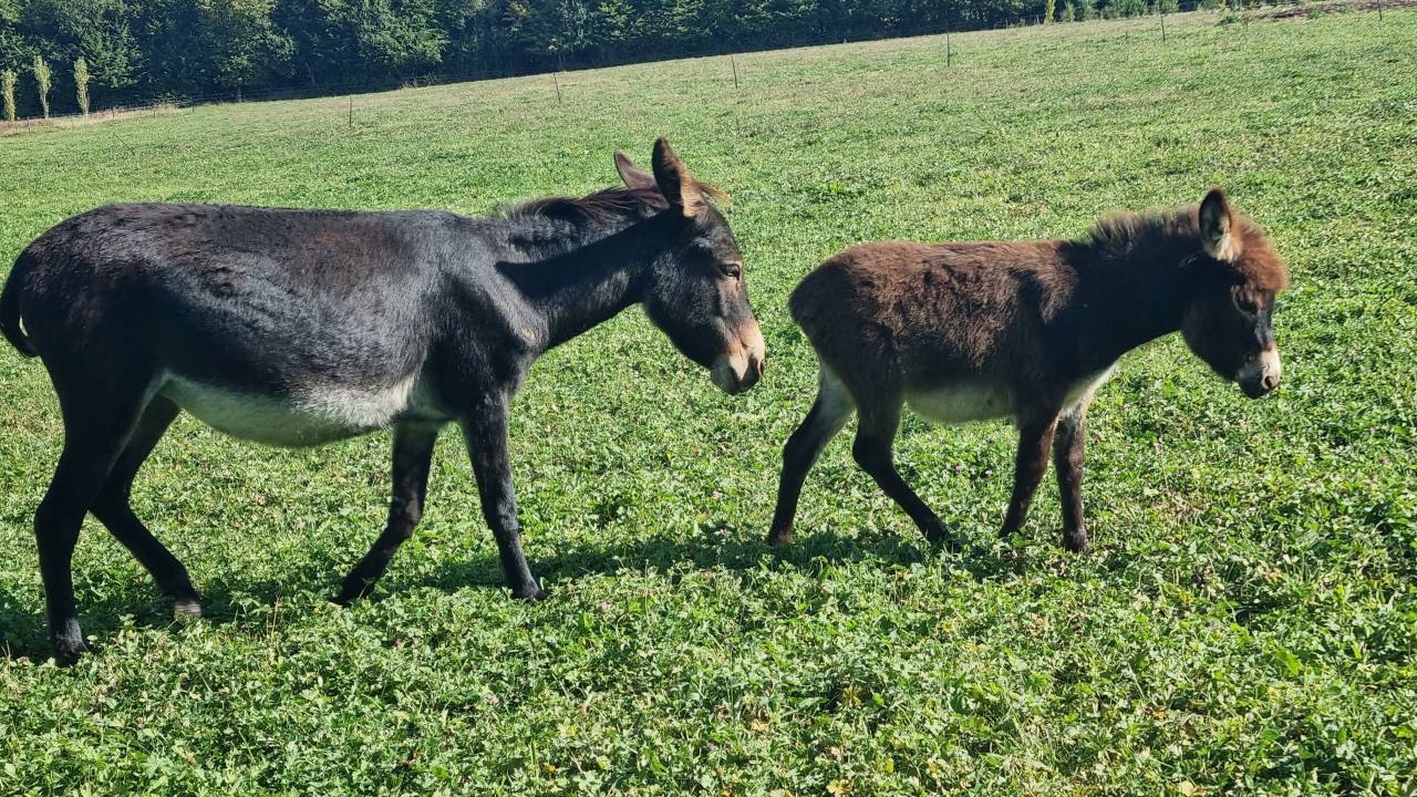 Asno Miniature In vendita 2025 Nero