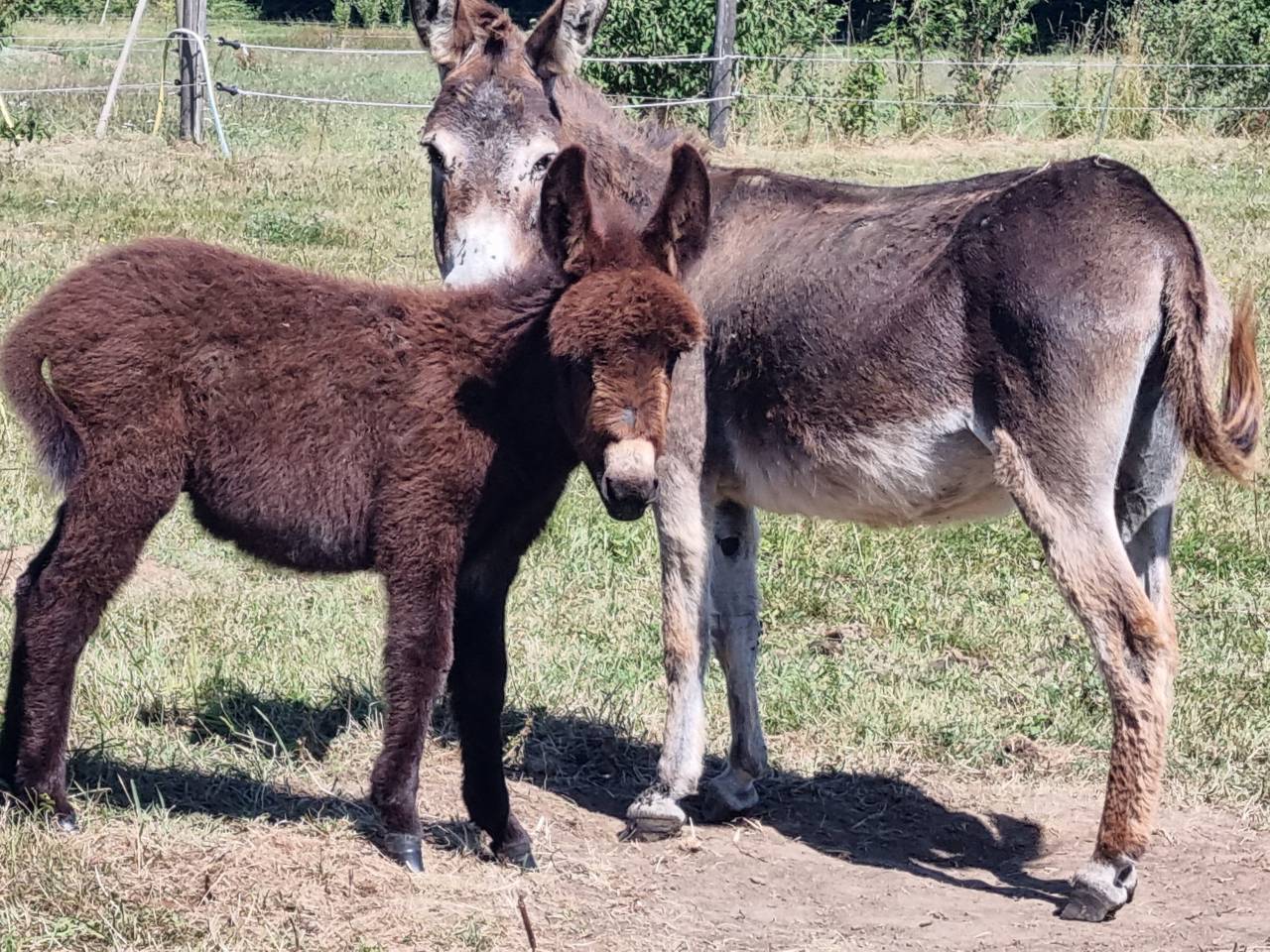 Asno Miniature In vendita 2025 Nero