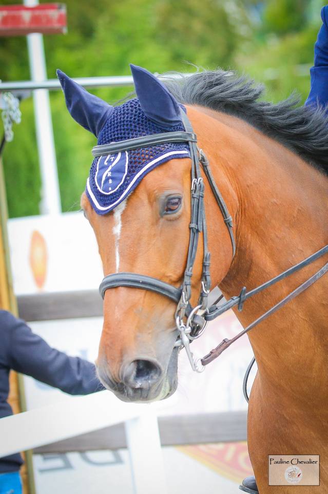 Castrone Sella Francese In vendita 2013 Baio ,  DIAMANT DE SEMILLY, SFA