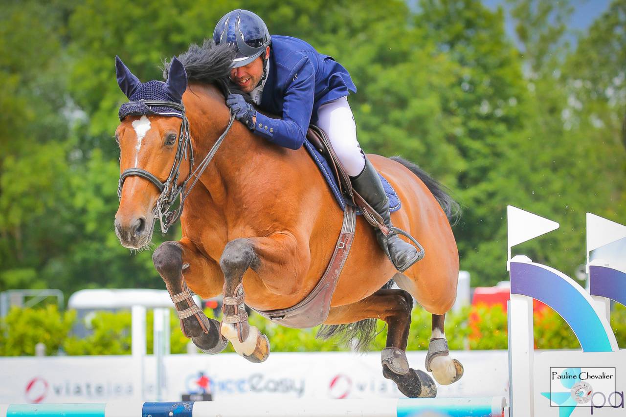 Castrone Sella Francese In vendita 2013 Baio ,  DIAMANT DE SEMILLY, SFA