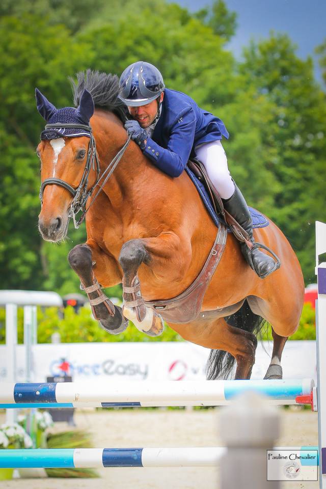 Castrone Sella Francese In vendita 2013 Baio ,  DIAMANT DE SEMILLY, SFA