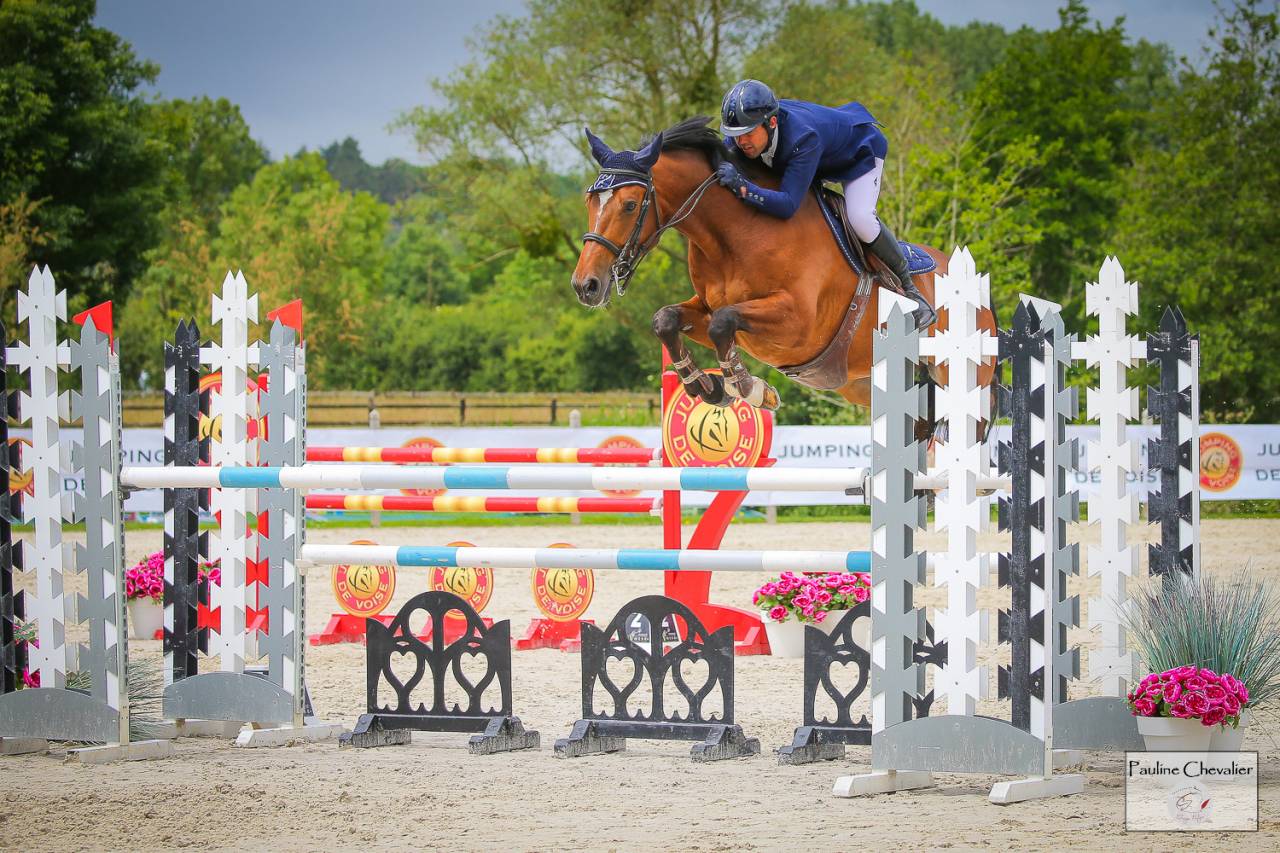 Castrone Sella Francese In vendita 2013 Baio ,  DIAMANT DE SEMILLY, SFA