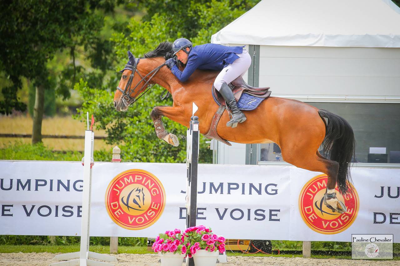 Castrone Sella Francese In vendita 2013 Baio ,  DIAMANT DE SEMILLY, SFA