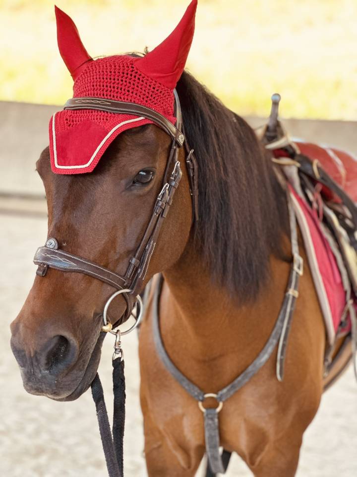 Cavalla Origine Non Constatata In vendita 2010 Baio